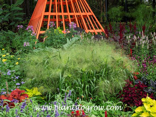 Frosted explosion Switch Grass (Panicum elegans) 
mid July
